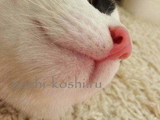 Какой должен быть нос у здоровой кошки?
