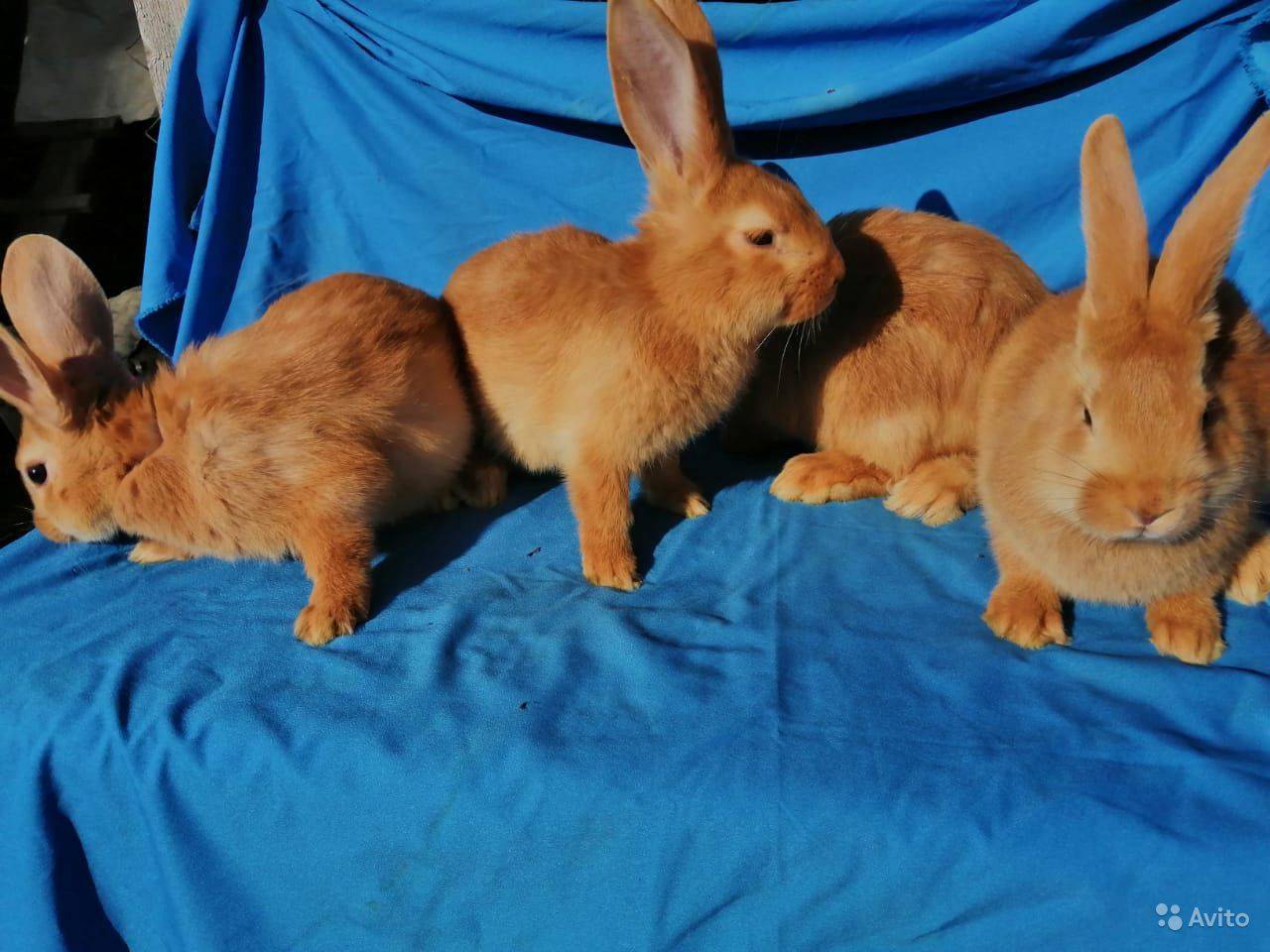 Бургундский кролик: описание породы, фото-галерея, содержание