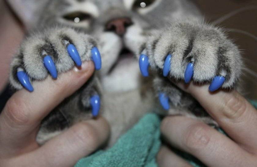 Антицарапки для кошек: вредны ли, как определить размер, как наклеить и снять