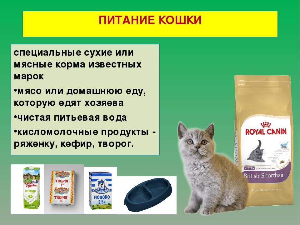 Чем кормить кастрированного кота: грамотные советы
чем кормить кастрированного кота: грамотные советы