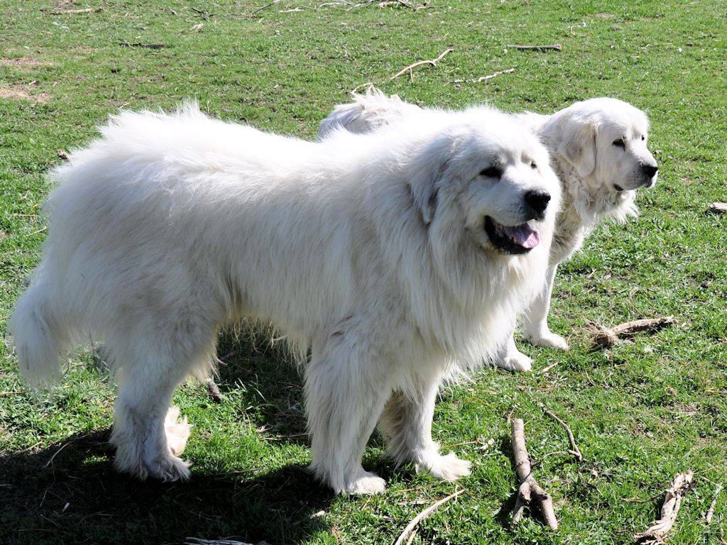 Пиренейская горная собака. о породе собак: описание породы пиренейская горная собака, цены, фото, уход