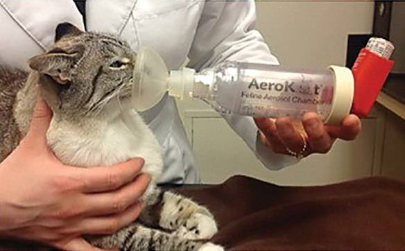 Лечение астмы у кошек