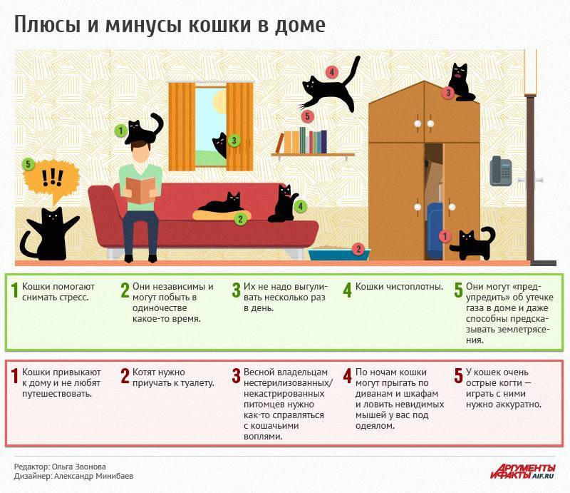 Секреты разведение кошек как бизнес в домашних условиях