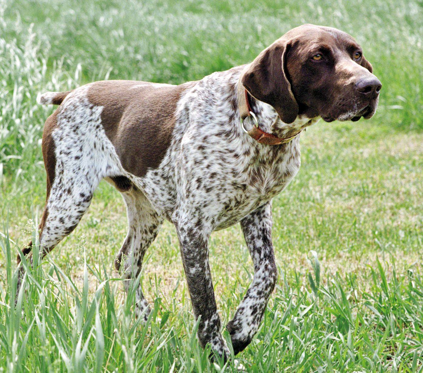 Какие бывают породы охотничьих собак: названия, краткое описание и фотографии