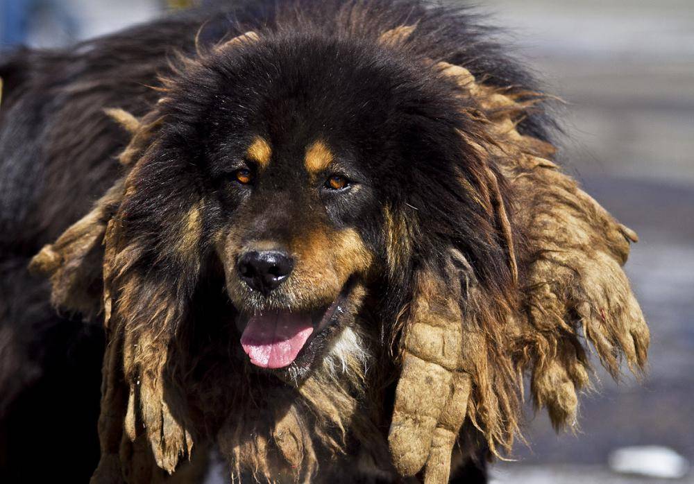 Бурят-монгольский волкодав (хотошо нохой): описание породы с фото и видео