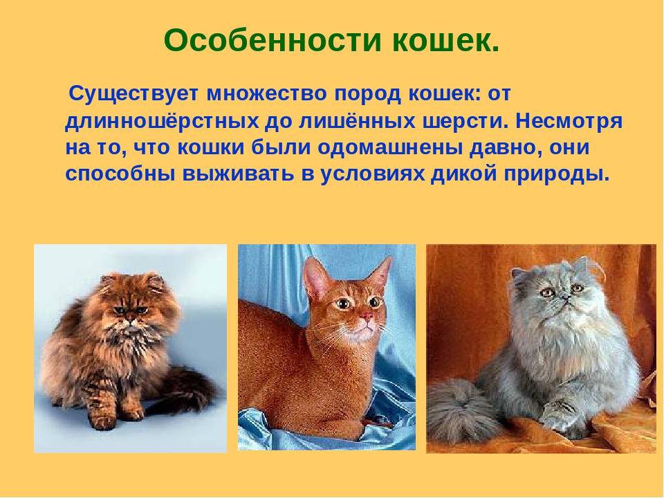 Повадки котов и кошек: их значения, привычки
повадки котов и кошек: их значения, привычки