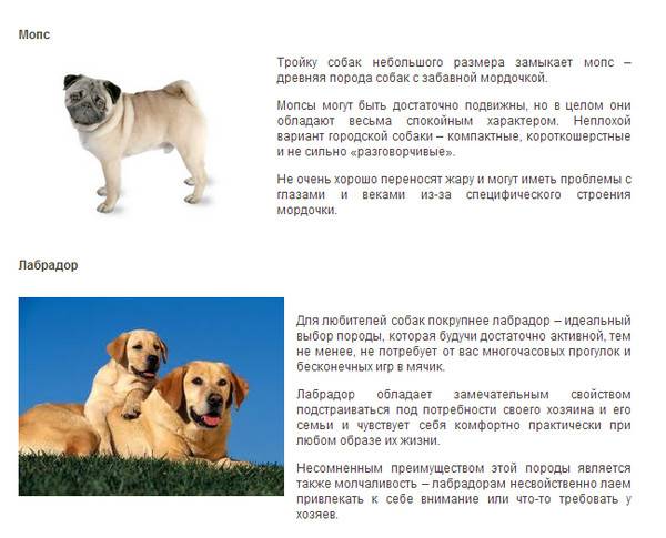 Подробное описание внешности и характера сенбернаров: особенности собак