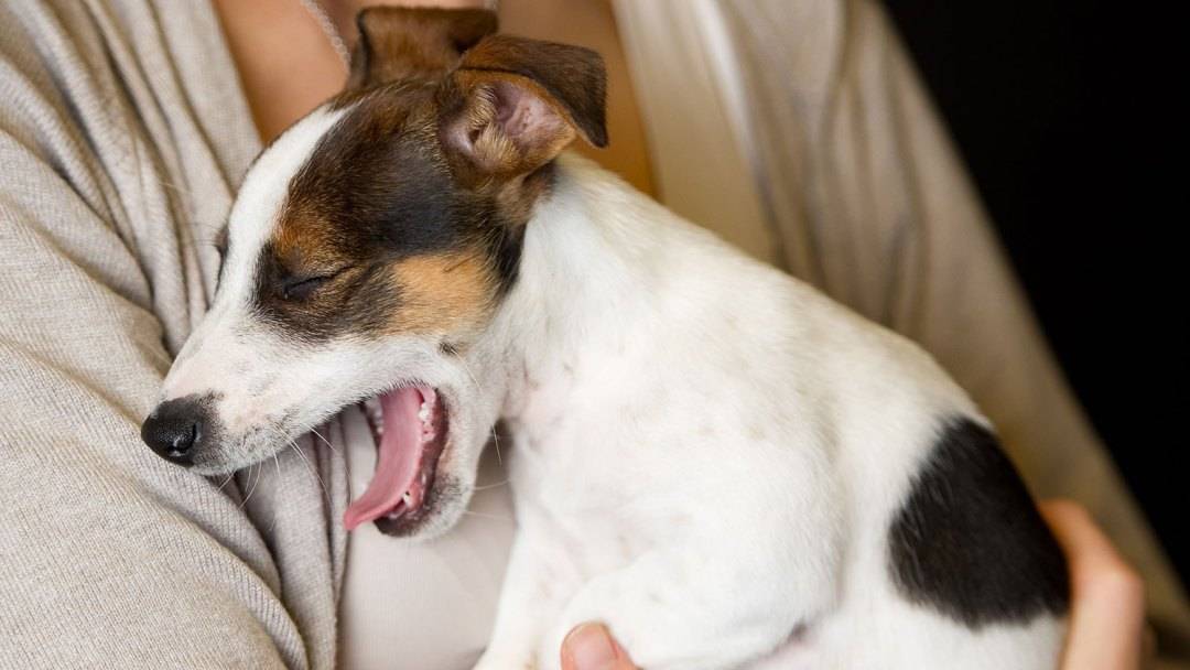 Что делать, если собака тяжело дышит открытым ртом