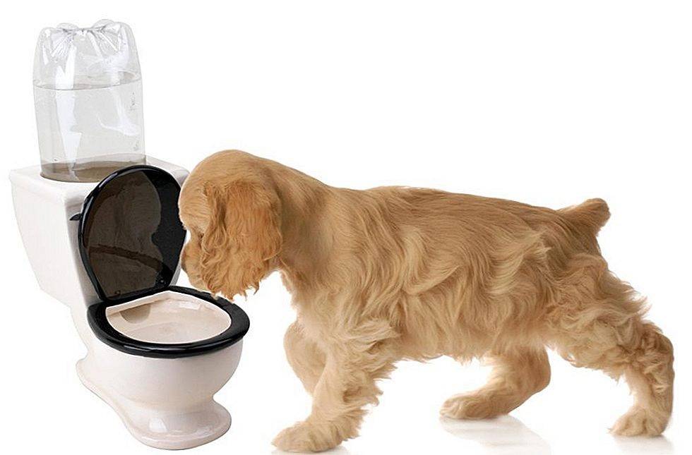 Запор у собаки: причины и что делать в домашних условиях  | блог ветклиники "беланта"