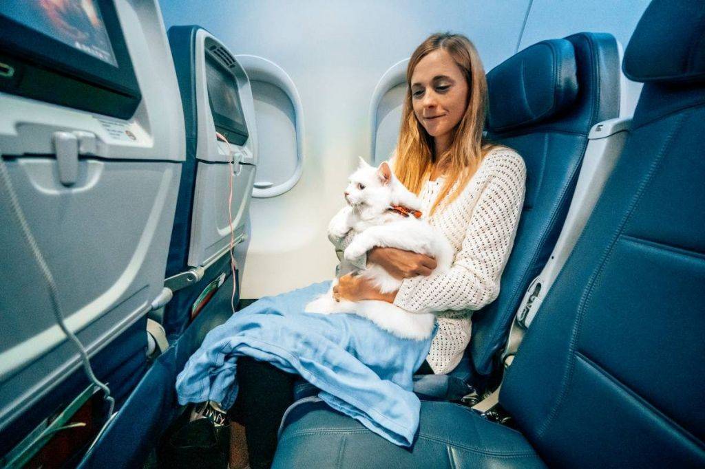 Как перевозить собаку в самолете: правила и рекомендации