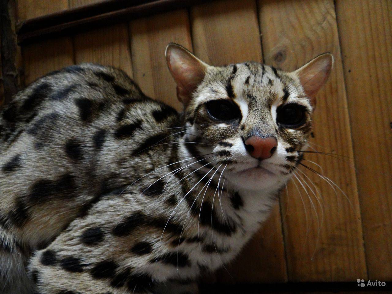 Фото азиатской леопардовой кошки, описание внешности, характера и образа жизни дикого животного