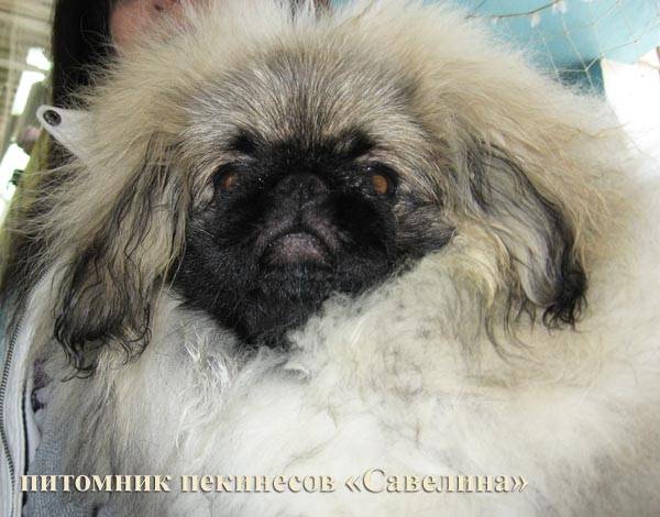 Спаниель
