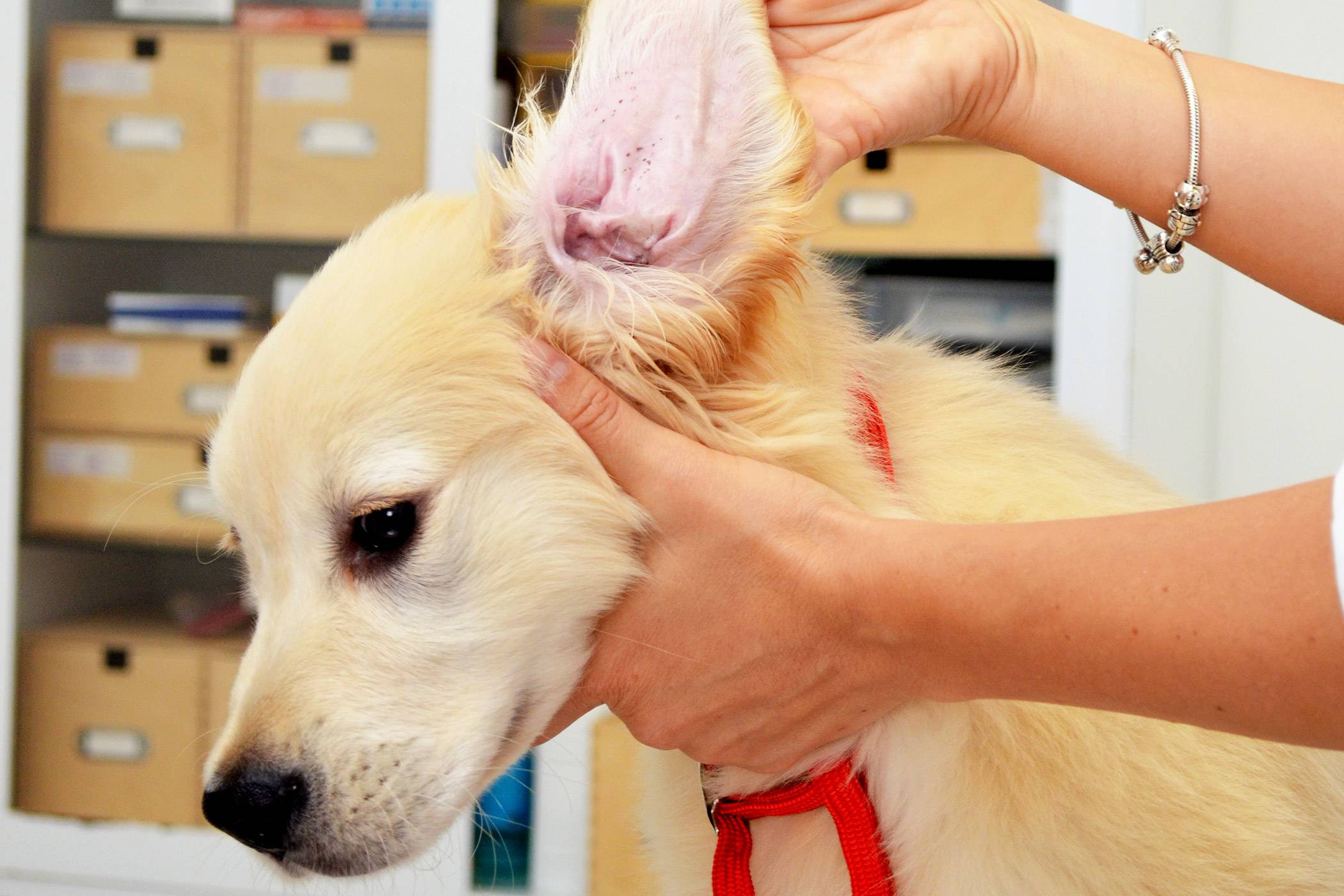Как чистить собаке уши в домашних условиях, какие средства использовать?
