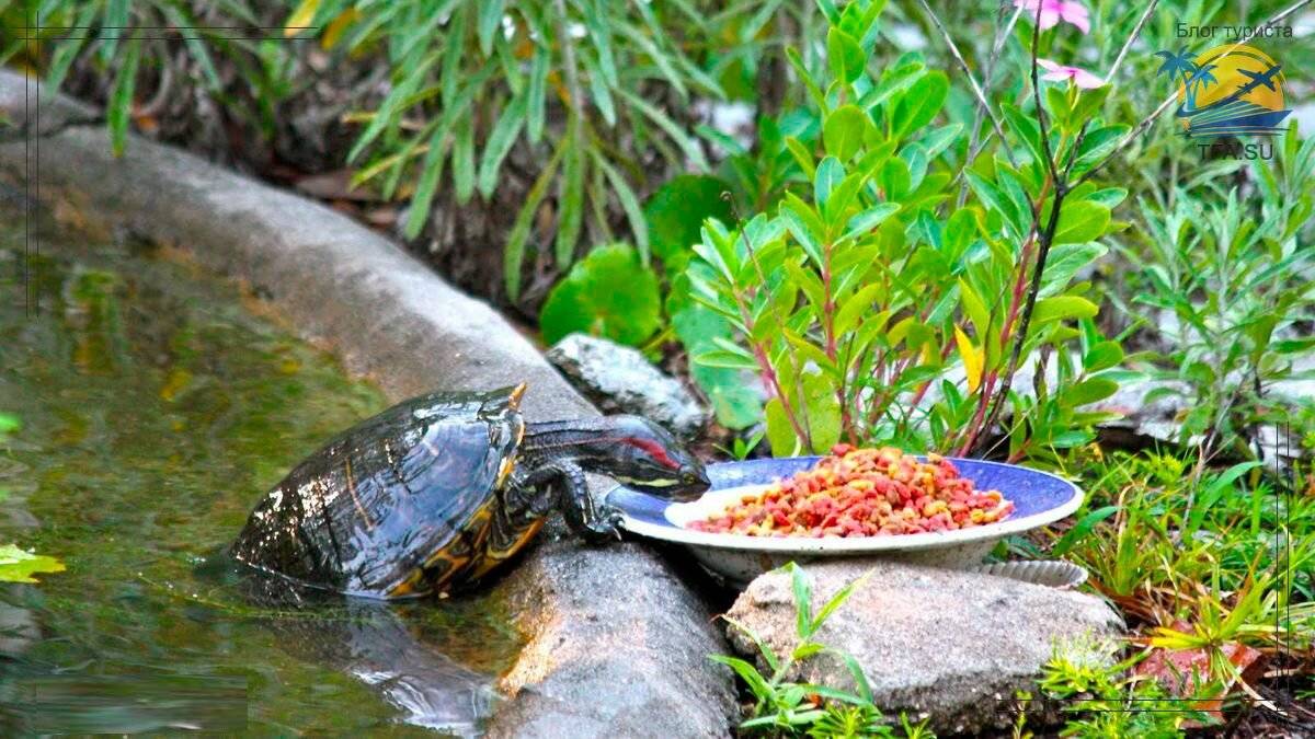 Содержание красноухой черепахи в домашних условиях: чем кормить и как за ними ухаживать