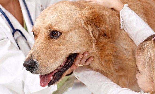 Дирофиляриоз у собак и кошек. диагностика, лечение в рб