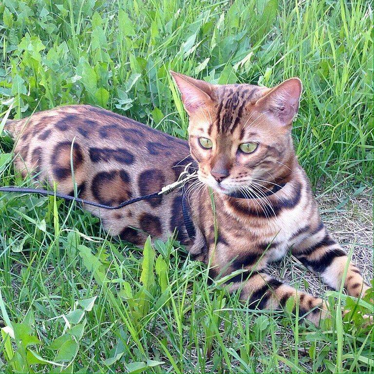 Бенгальские кошки – домашние леопарды