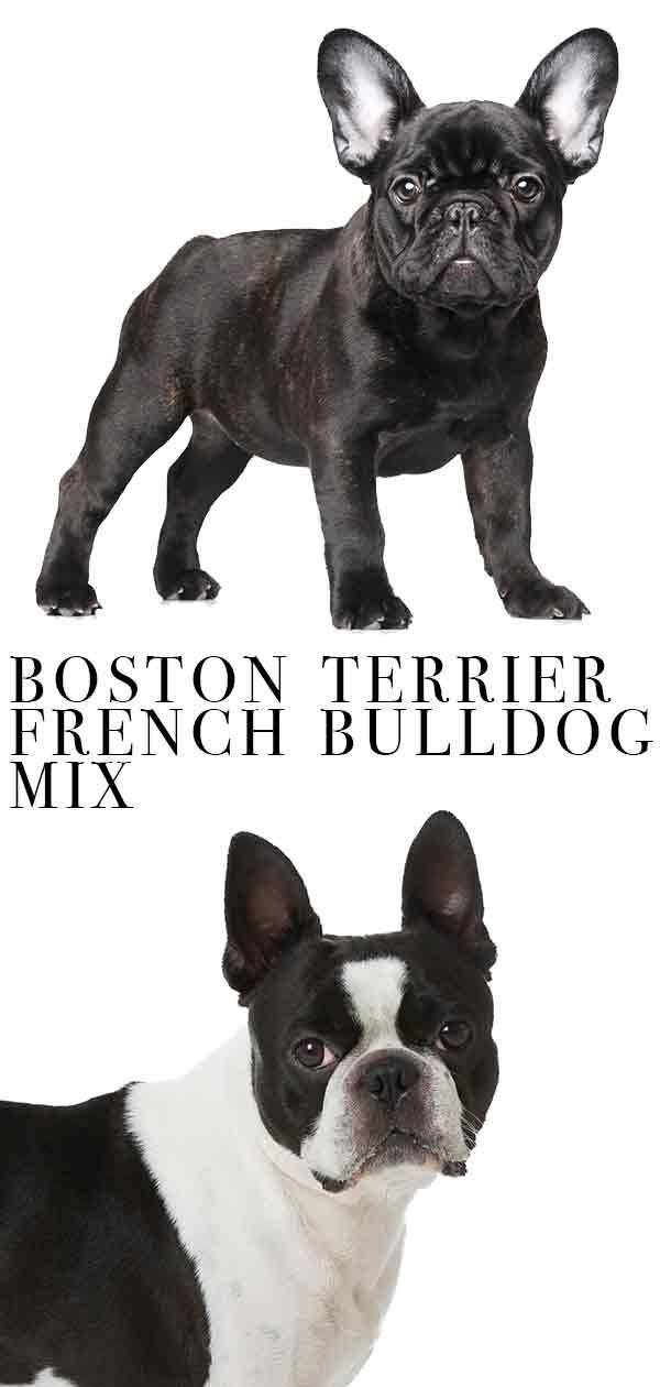 Разница между бостон-терьером и французским бульдогом