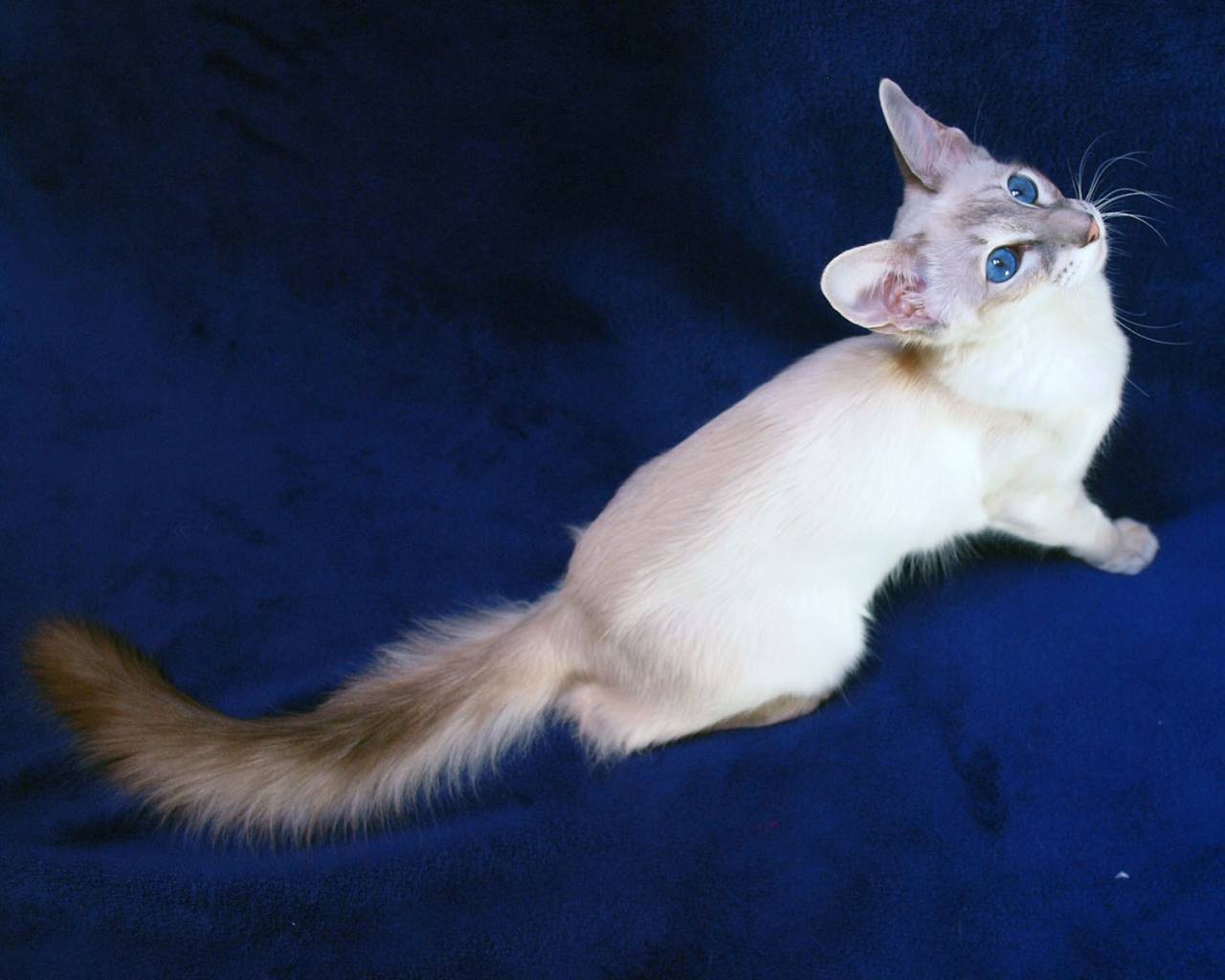 Балинезийская кошка: 125 фото подробного описания породы и особенности выбора котенка