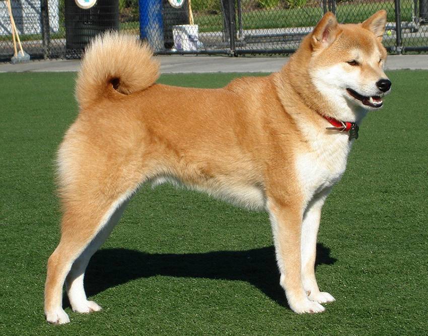 Хоккайдо (порода собак) — википедия. что такое хоккайдо (порода собак)
