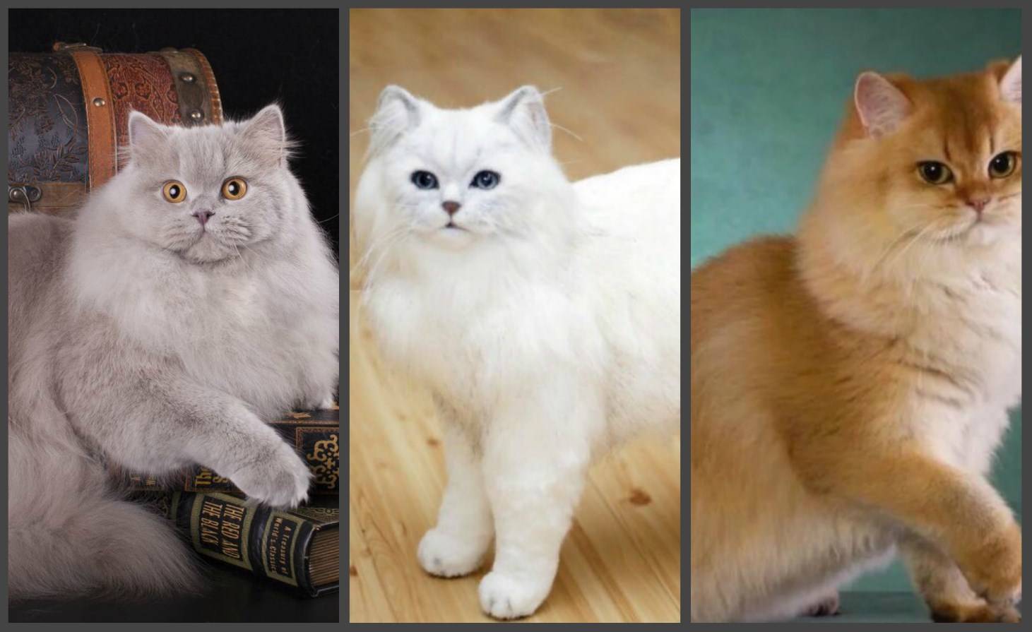 Британская короткошерстная кошка:основные сведения, особенности и недостатки породы, фото