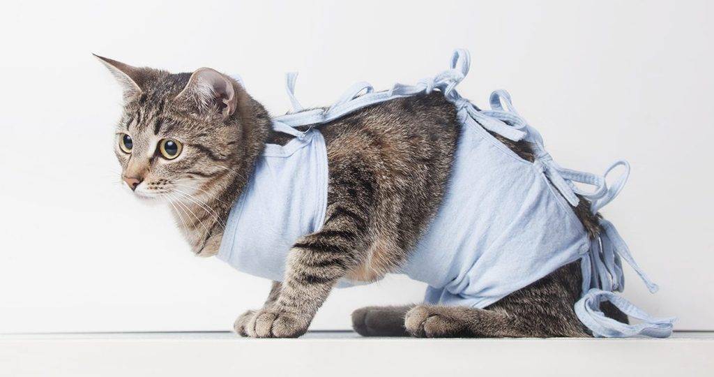 Попона для кошки после стерилизации: как сделать из подручных материалов