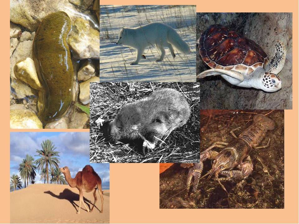 5 животных, от которых зависит жизнь всей фауны