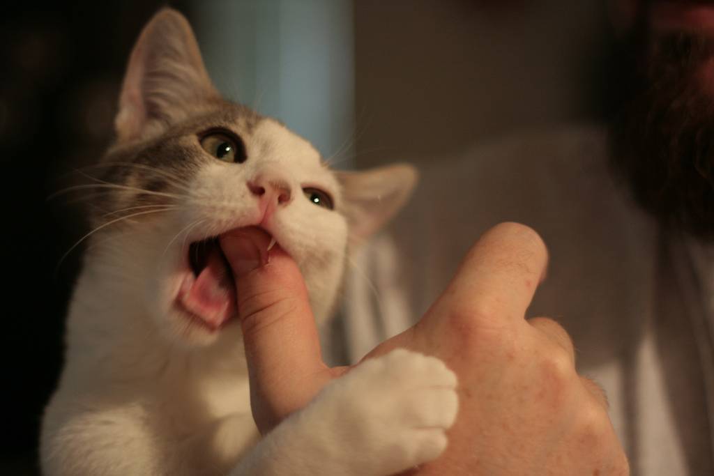 Почему кошка кусается, когда ее гладишь, кот лижется, мурчит, а потом кусает без причины руки хозяев