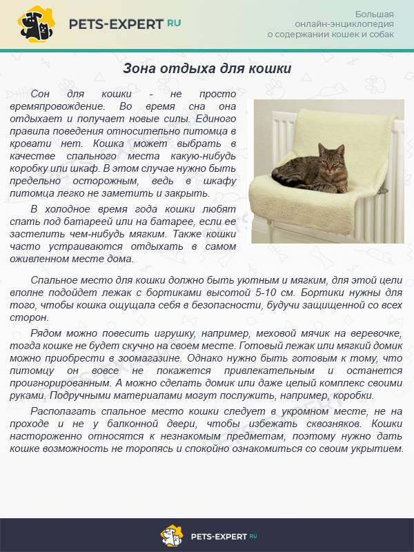 Как отучить кота писать на кровать | zdavnews.ru