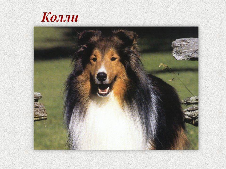 Колли собака. описание, особенности, уход и цена колли | sobakagav.ru