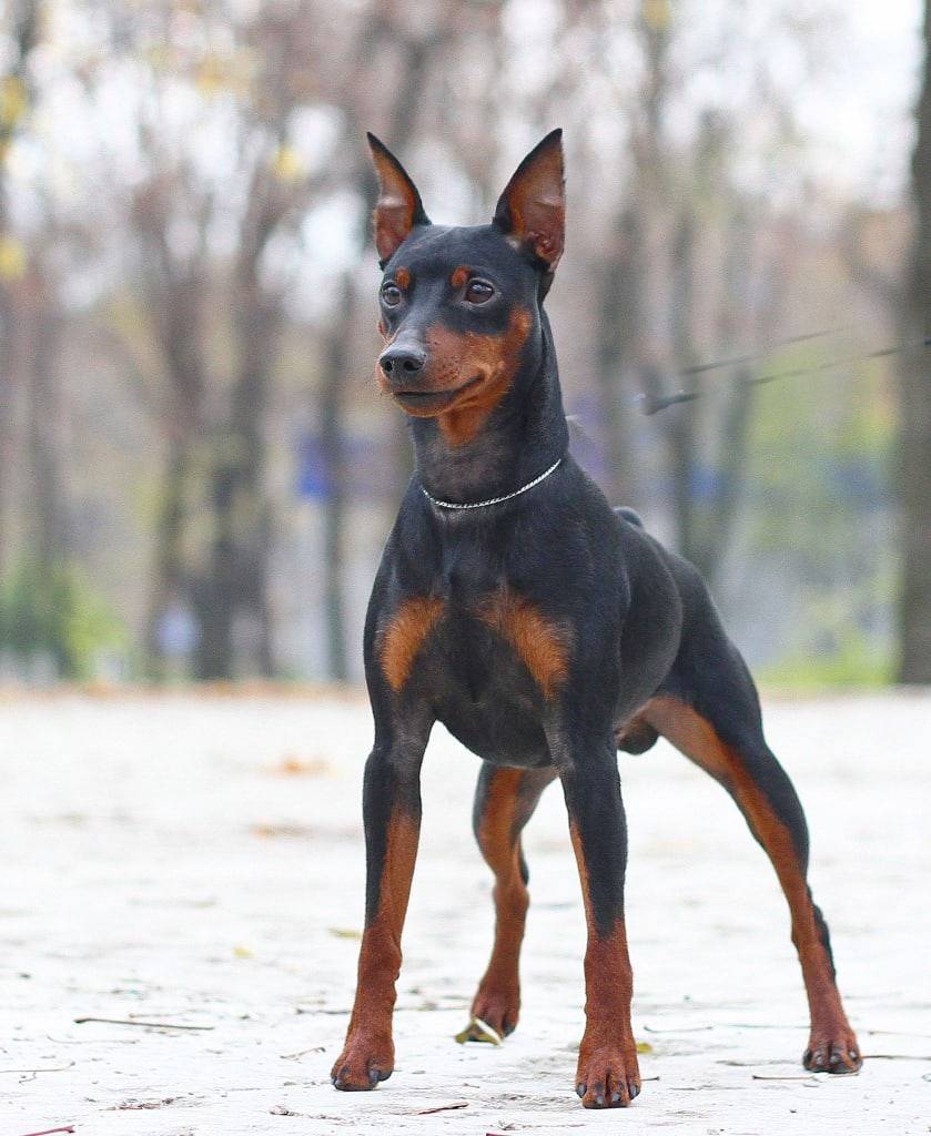 Цвергпинчер: фото и видео миниатюрного (карликового) пинчера, характеристика породы собак мини цвергпинчер