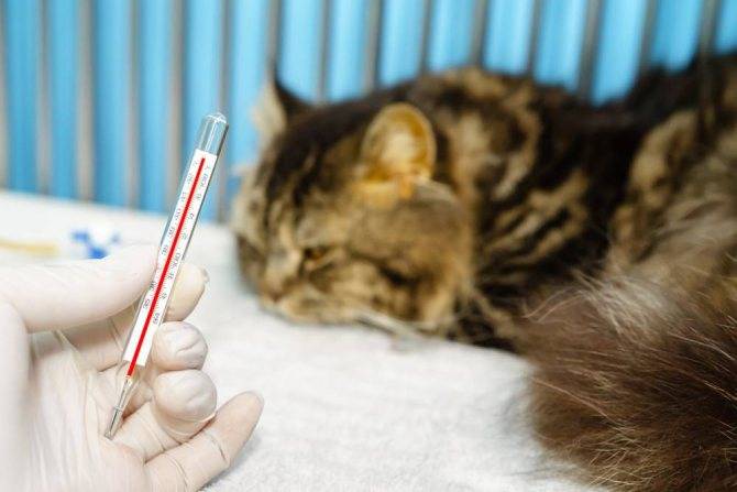 Как правильно измерить температуру у кошки