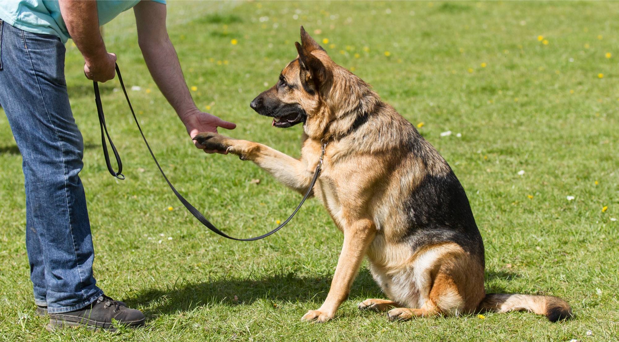 Общий курс дрессировки собак: что такое курс окд для собак, как научить собаку командам