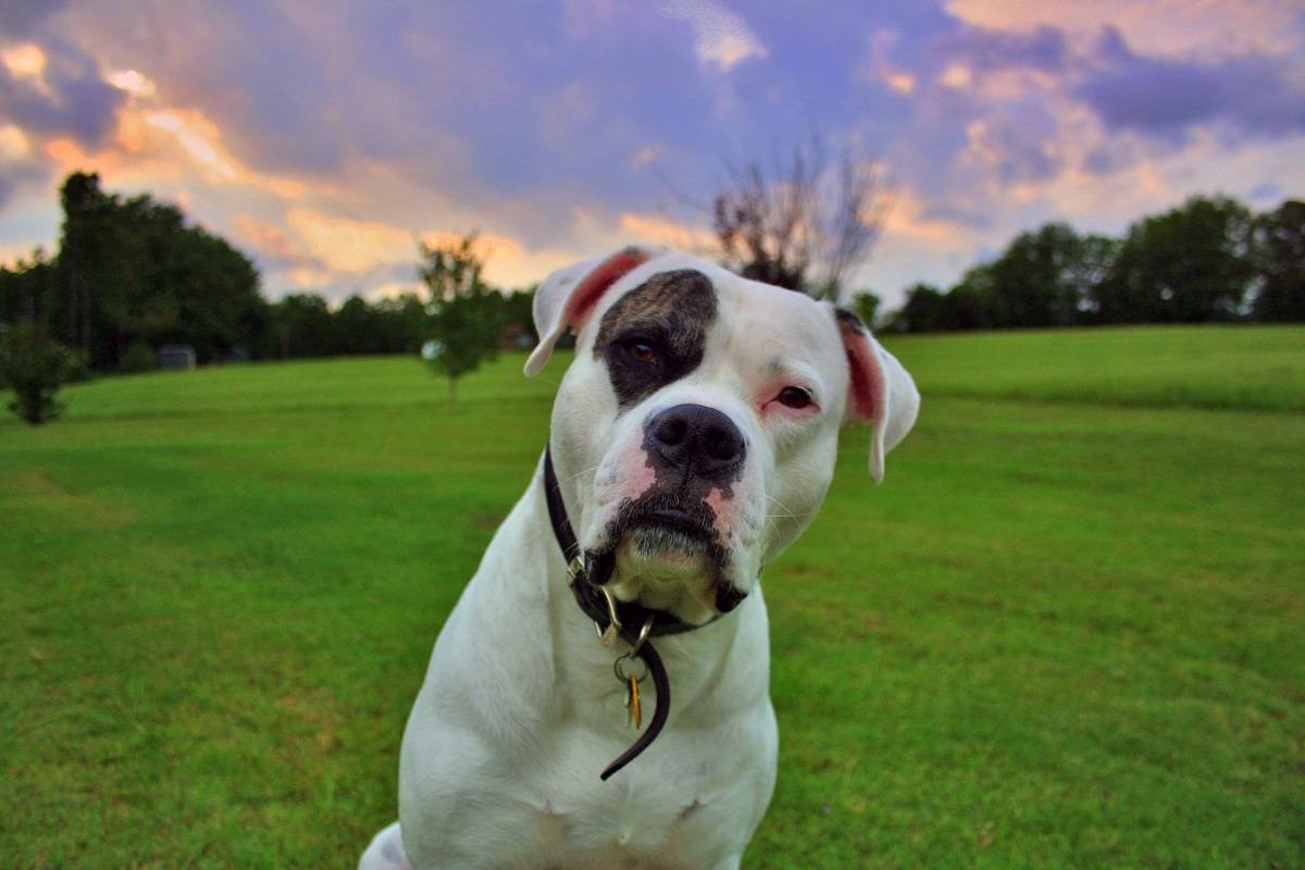 Порода собак американский бульдог: описание, фото и видео