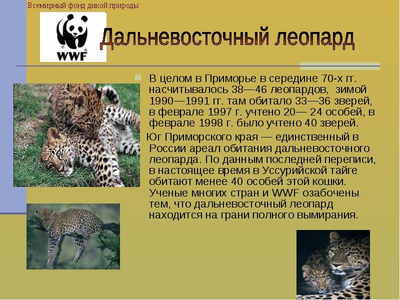 Пампасская кошка: образ жизни и среда обитания, характер, размножение и основные угрозы, фото