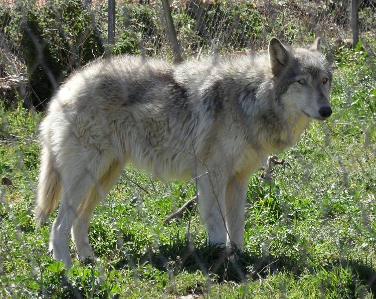 Гибрид собаки и волка: описание