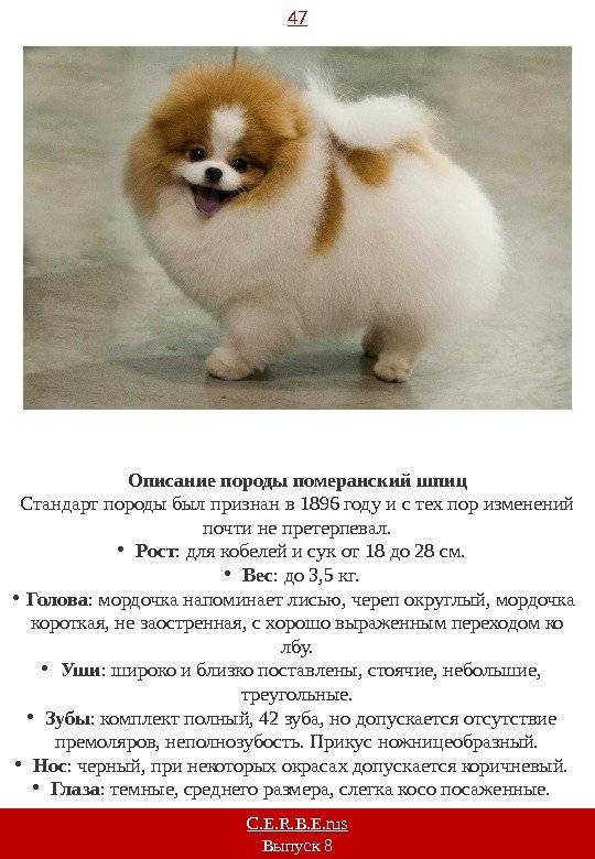 Померанский шпиц: описание породы, характер собаки и щенка, фото, цена