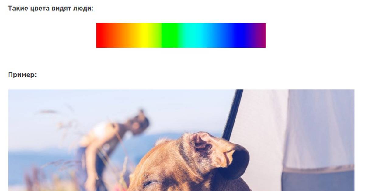 Каким видят мир собаки и различают ли цвета