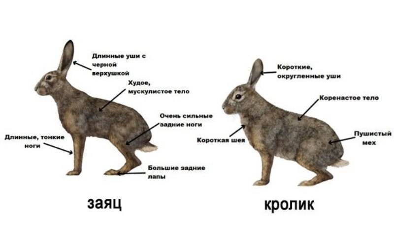 Заяц - виды, где живет, описание, окрас, чем питается, размножение