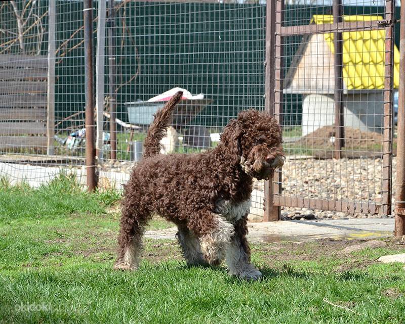 Лаготто-романьоло (24 фото): стандарт итальянских водяных собак, плюсы и минусы породы. особенности содержания
