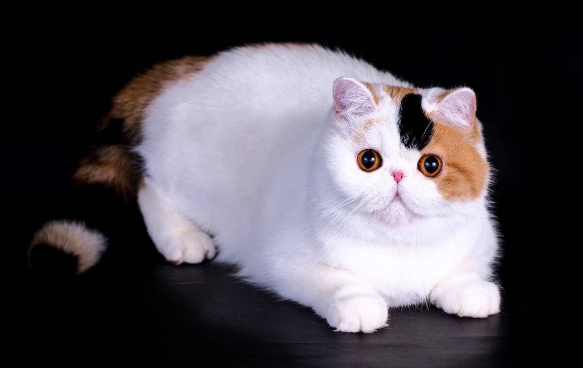 Экзотическая короткошерстная кошка: описание породы и характера