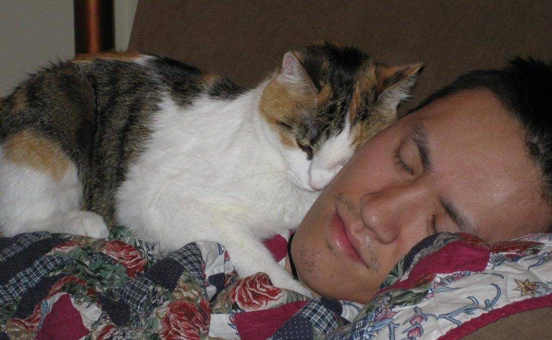 Почему кот храпит во сне и сопит, нормально ли это: причины кошачьего храпа