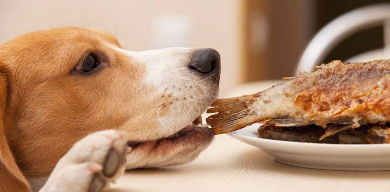 Как откормить истощённого пса