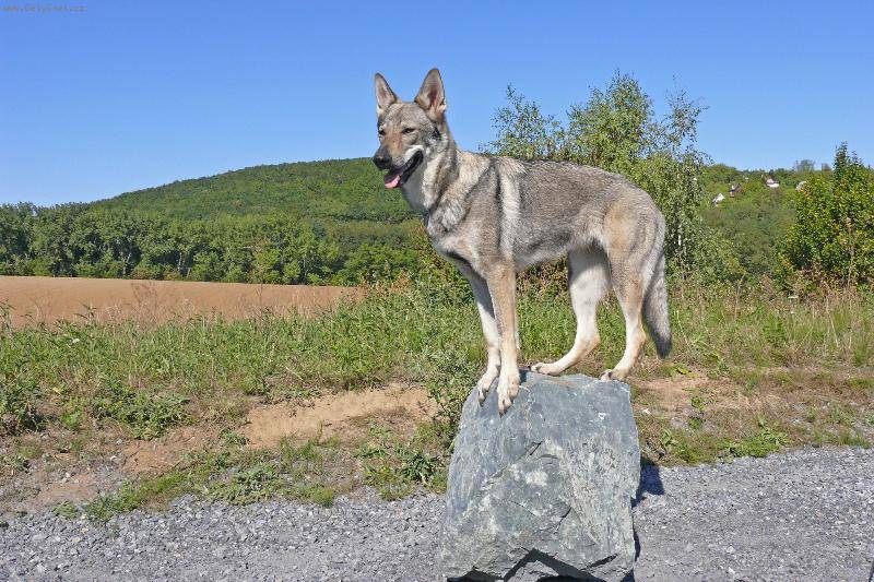 Описание породы чехословацкая волчья собака (чехословацкий влчак) с отзывами владельцев и фото
