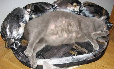 Размножение британских кошек: как часто бывает и сколько длится течка, правила вязки, беременность, роды