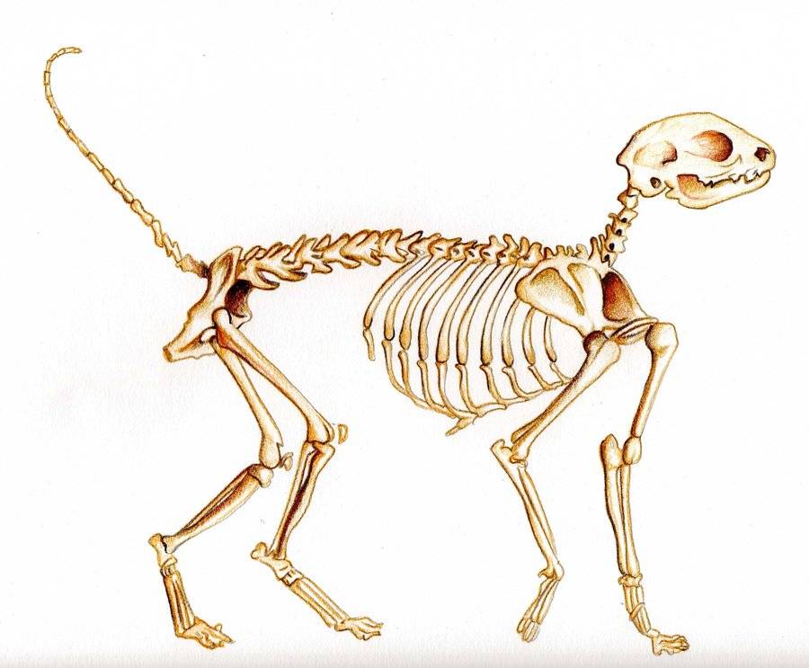 Скелет у кошек и котов: особенности анатомического строения черепа, поясницы, хвоста, крестца и зубов котят и взрослых животных, фото