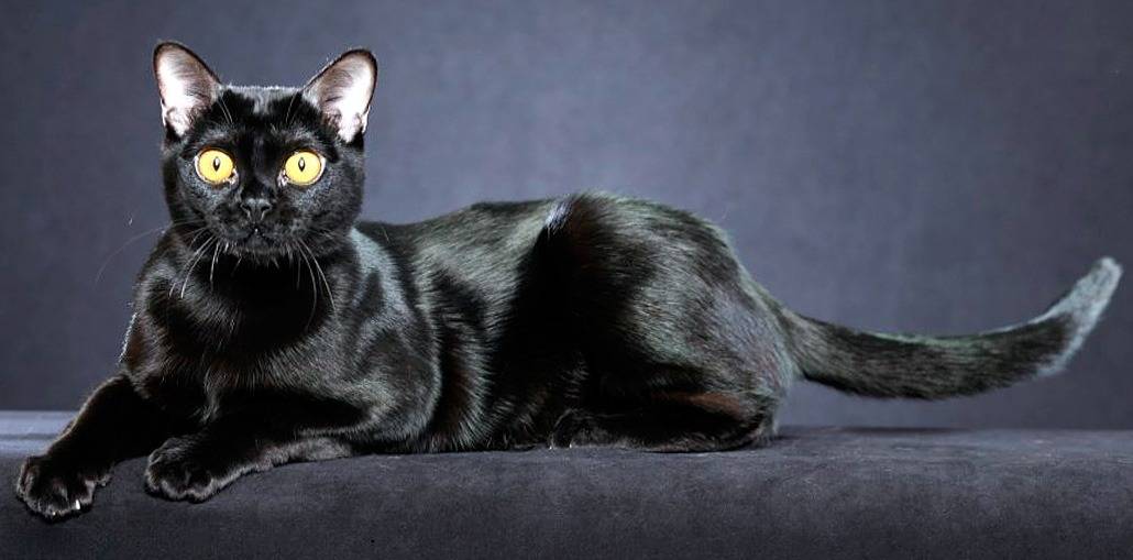Чёрно-белый кот: разведение и перечень пород с фото