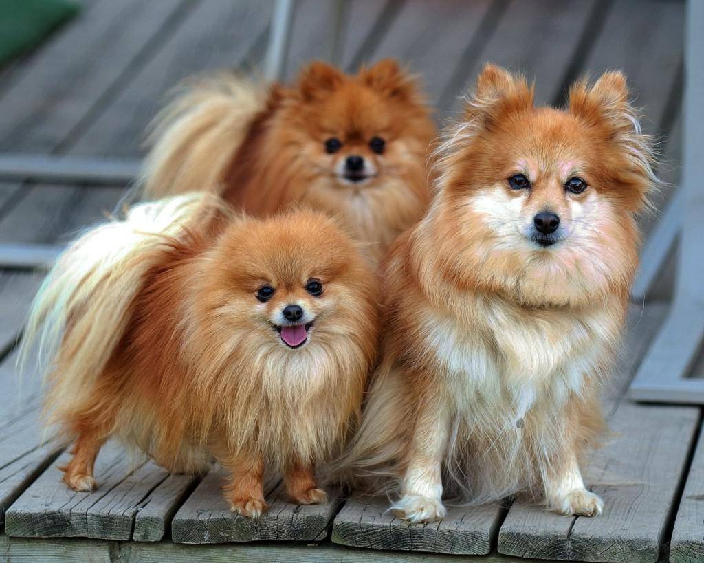 Самые маленькие породы собак в мире