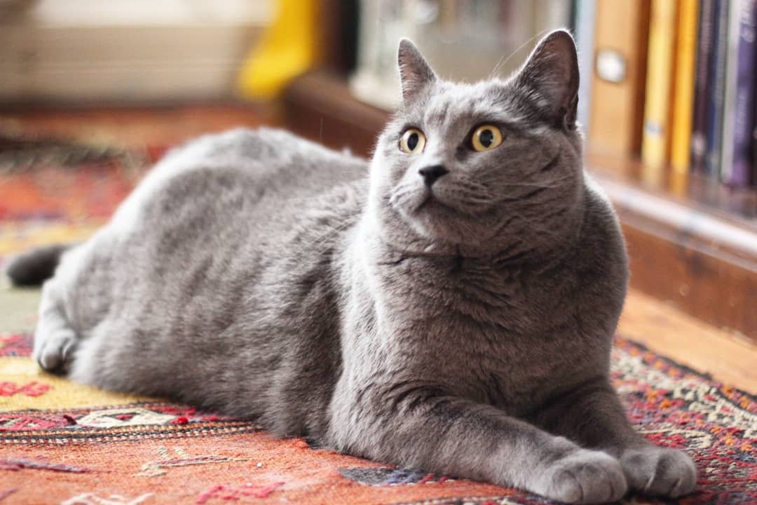 Картезианская кошка: француженка с улыбкой джоконды