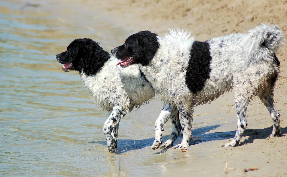 Веттерхун (голландский водяной спаниель): обзор породы, фото собак