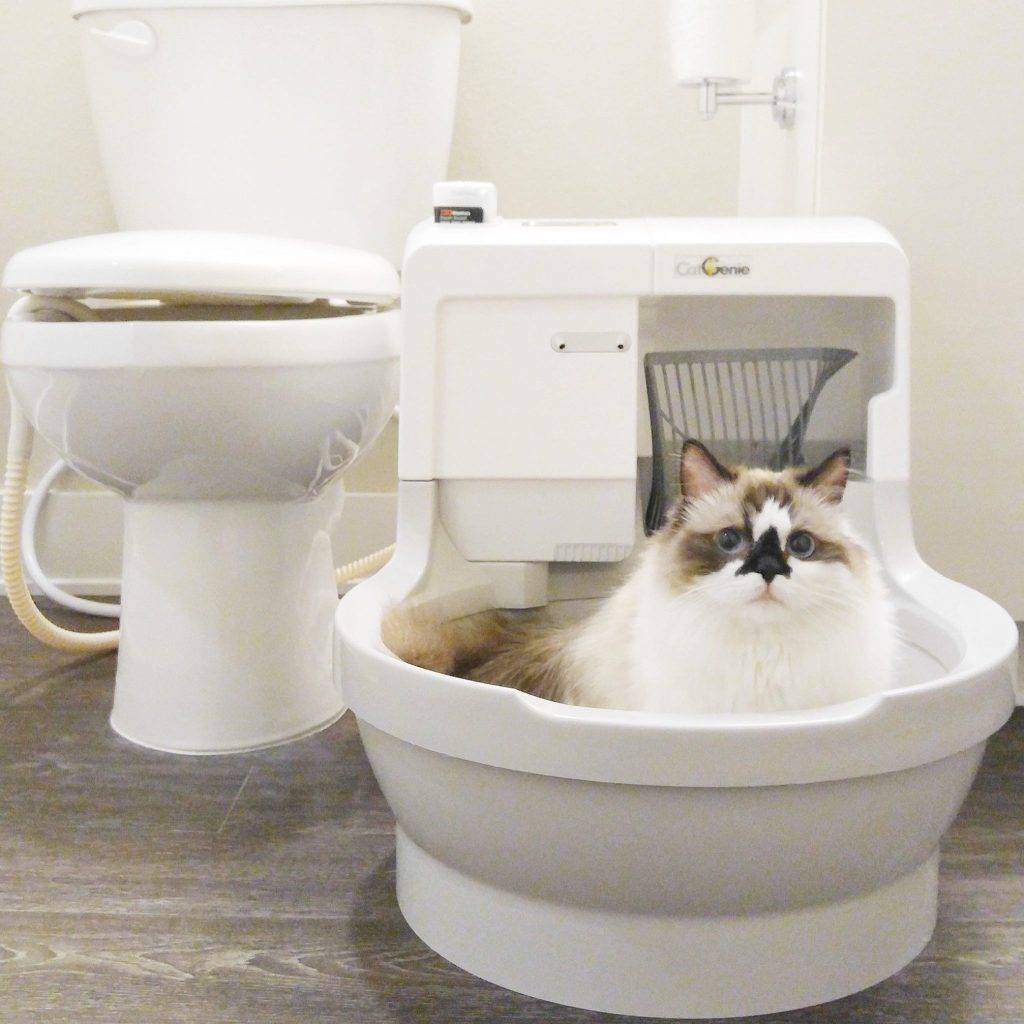 Закрытый туалет для кошек: плюсы и минусы, разновидности, правила использования, советы по приучению